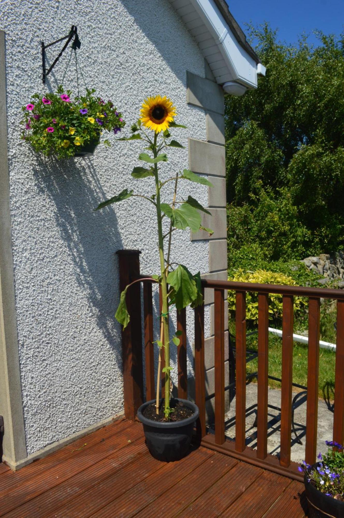 Carrick Cove Self Contained Accomodation With Private Decking Annalong Exteriér fotografie